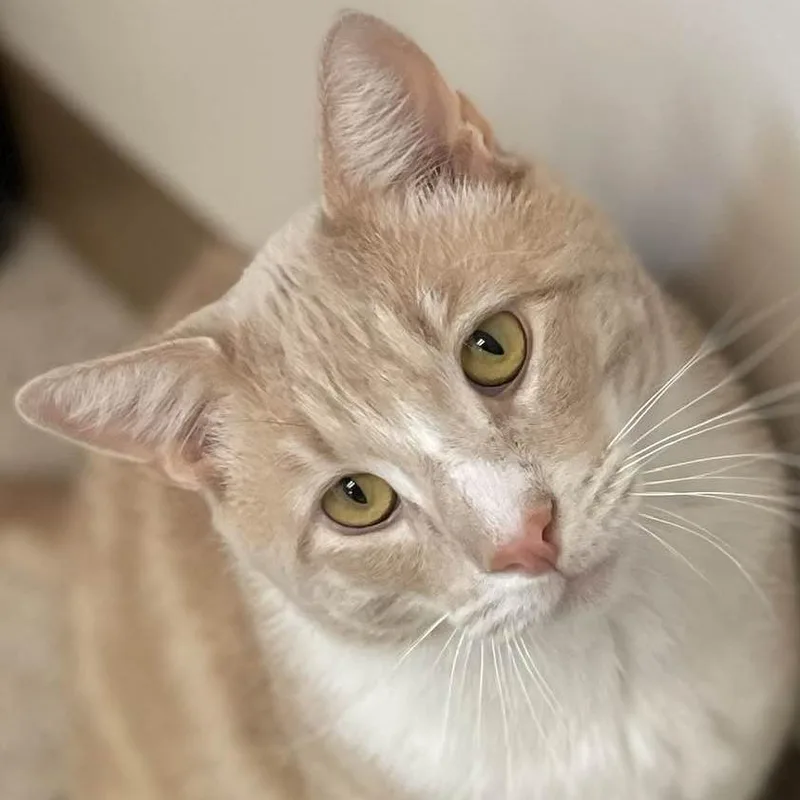 Rusty Fiv+  See thumbnail 4