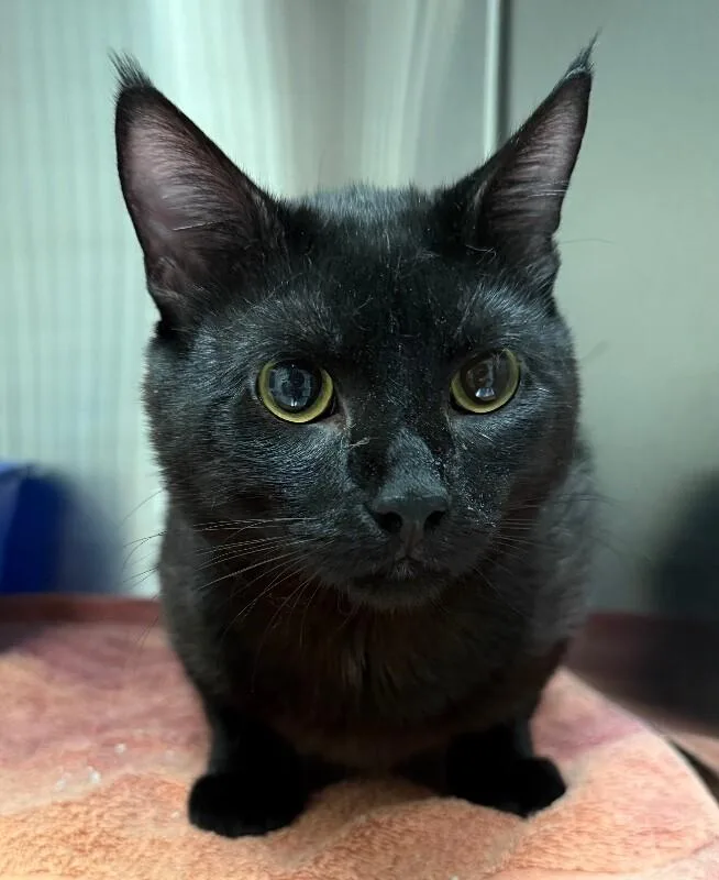 An adult medium-sized male Domestic Short Hair cat named Beau for adoption in Yankton, SD