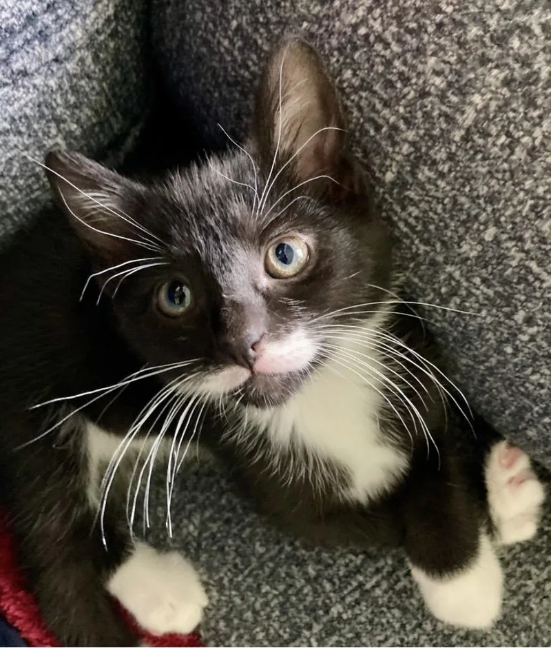 A baby small-sized male Black & White / Tuxedo Domestic Short Hair cat named Stache for adoption in Elyria, OH