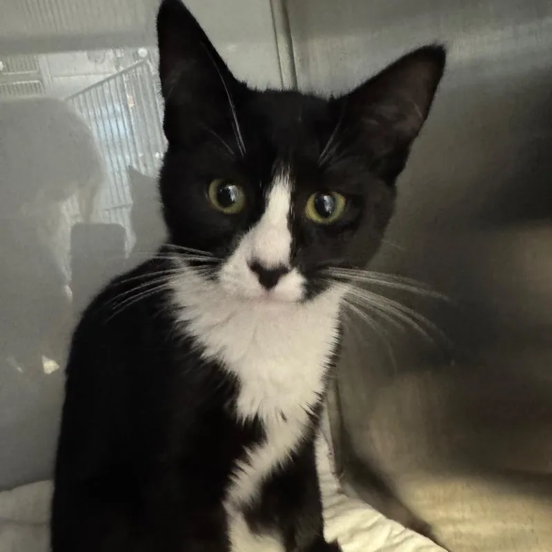 A baby small-sized female Black Domestic Short Hair cat named Lola for adoption in Ridgely, MD
