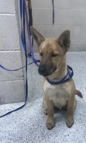 A baby medium-sized female German Shepherd Dog dog named Leah for adoption in Conroe, TX