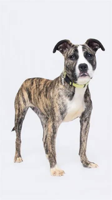 A young medium-sized female Pit Bull Terrier dog named Josie for adoption in Upper Marlboro, MD