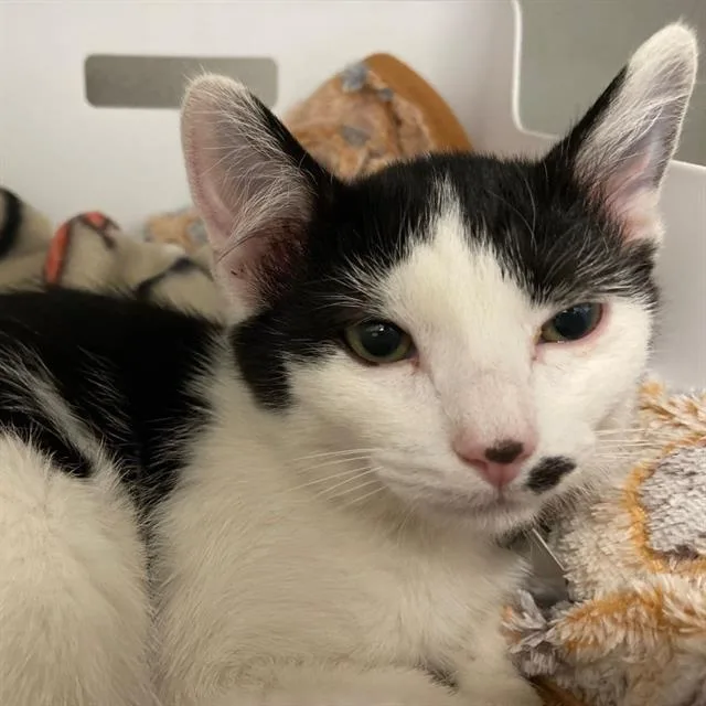 A baby small-sized male Domestic Short Hair cat named Freckles for adoption in Aurora, CO