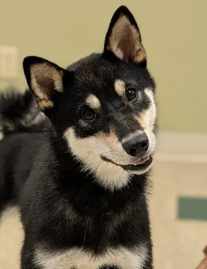 Sadie thumbnail 2