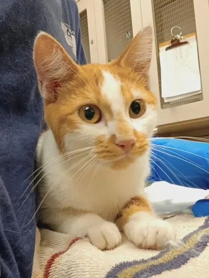 A young small-sized female Domestic Short Hair cat named Cantaloupe for adoption in Palm Coast, FL