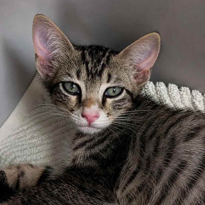 A baby small-sized male Brown / Chocolate Domestic Short Hair cat named Hans for adoption in Austin, TX