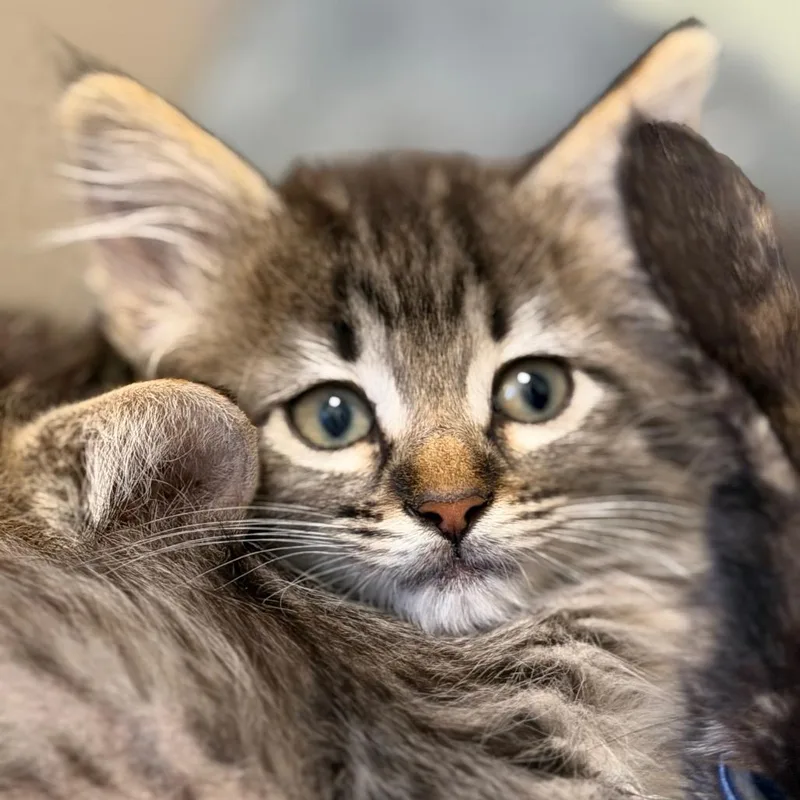 A baby small-sized female Domestic Medium Hair cat named Mary for adoption in Rifle, CO