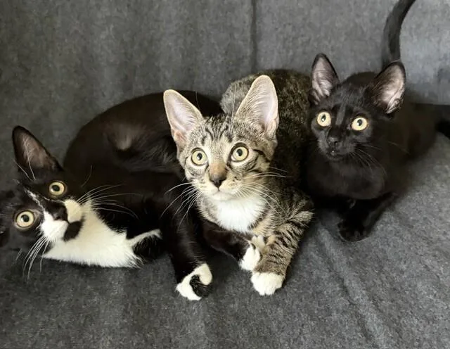 A baby medium-sized male Domestic Short Hair cat named Oliver Putnam for adoption in Elmsford, NY