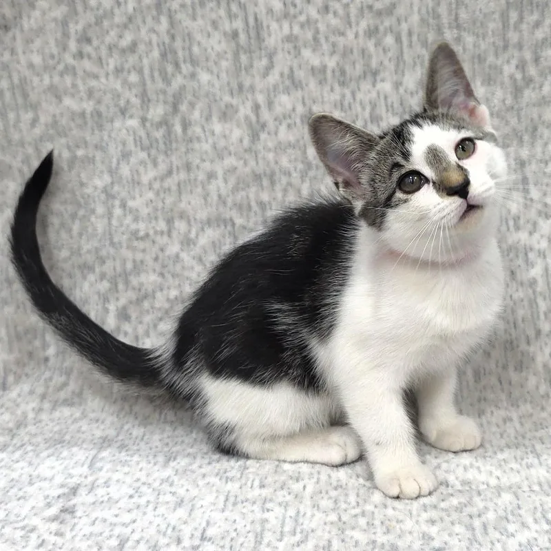 A baby small-sized male Domestic Short Hair cat named Tango for adoption in Michigan City, IN