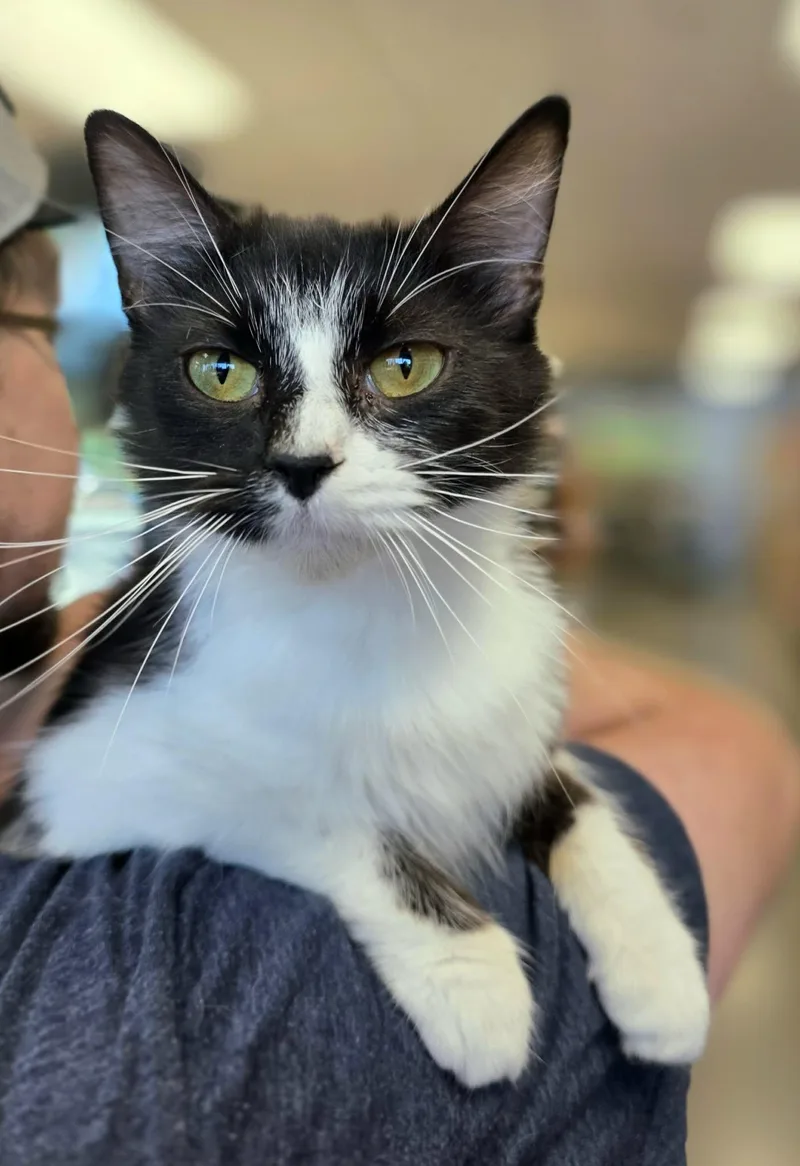 A young medium-sized female Black & White / Tuxedo Domestic Medium Hair cat named Ellen for adoption in Oak Ridge, TN