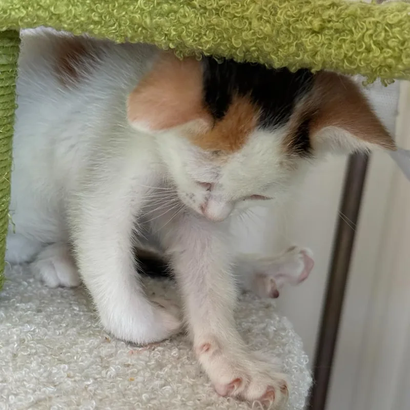 A baby small-sized female White Domestic Short Hair cat named Beignet for adoption in Escondido, CA