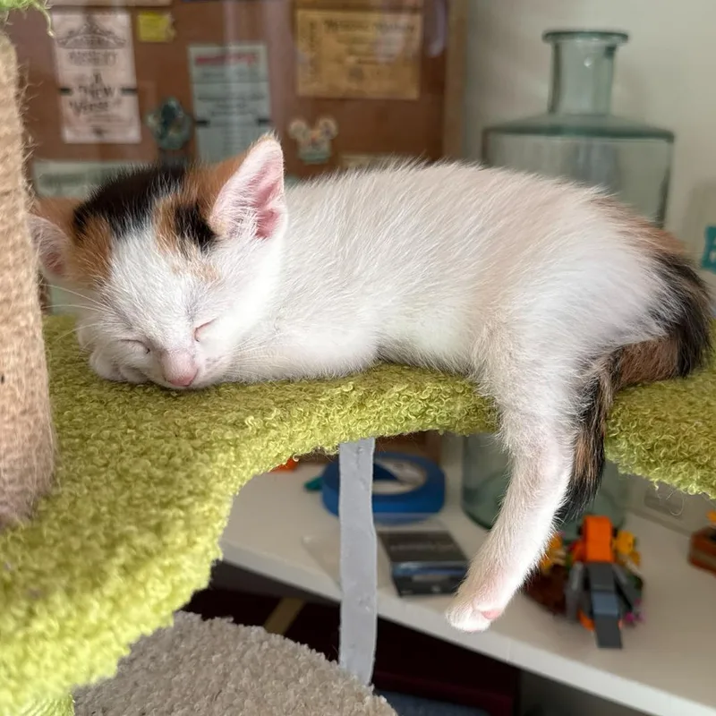 Beignet thumbnail 2