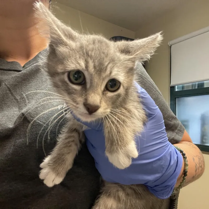 A baby small-sized female Gray / Blue / Silver Domestic Short Hair cat named Plaster for adoption in Pasadena, CA