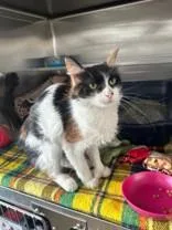 A young medium-sized female Calico Domestic Medium Hair cat named Primrose for adoption in Manitowoc, WI