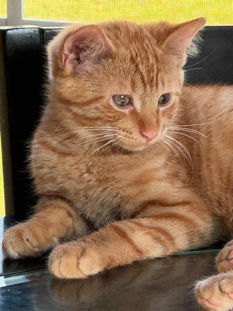 Miracle's Tucker thumbnail 2