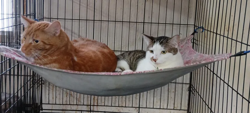 Miracle's Tucker thumbnail 3