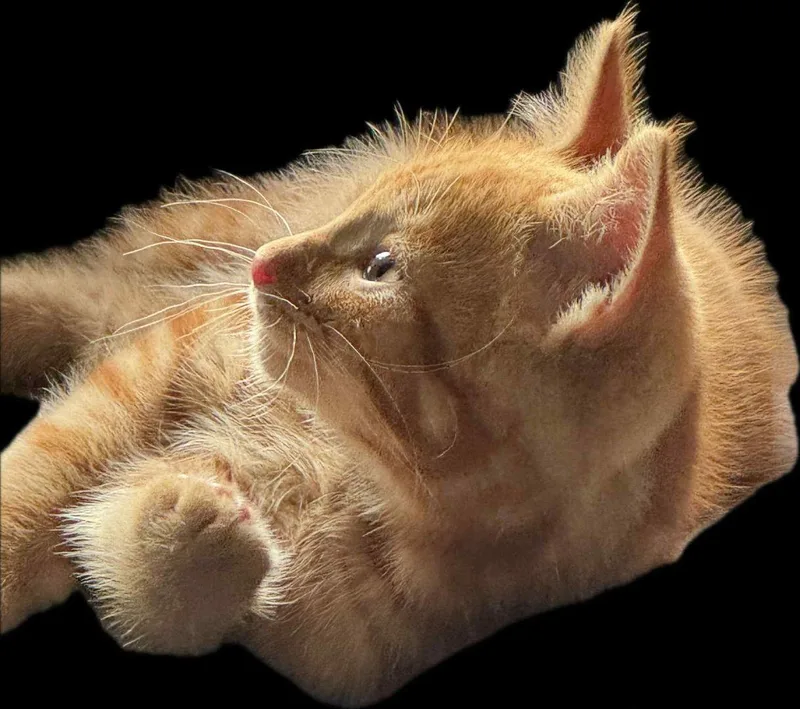 Miracle's Tucker thumbnail 4