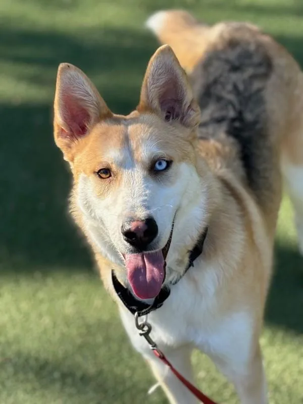 An adult large-sized male Siberian Husky dog named Frito for adoption in Oceanside, CA
