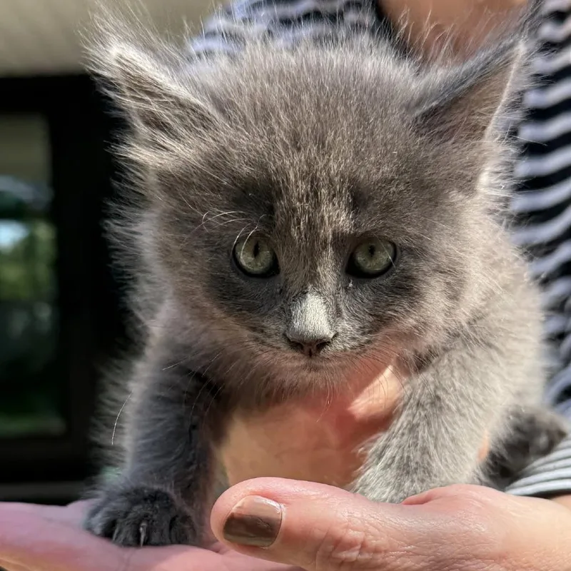 A baby small-sized male Gray / Blue / Silver Domestic Medium Hair cat named Grayson C for adoption in Princeton, MN