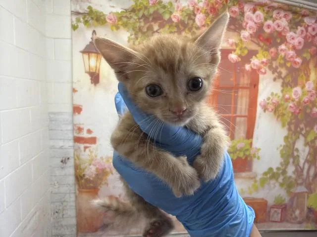 A baby small-sized male Domestic Short Hair cat named Kendrick for adoption in San Bernardino, CA