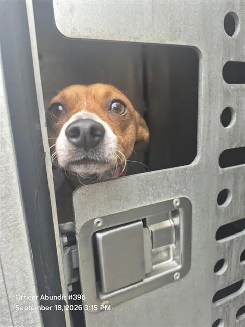 An adult small-sized male Chihuahua dog named Cinnimon for adoption in San Antonio, TX