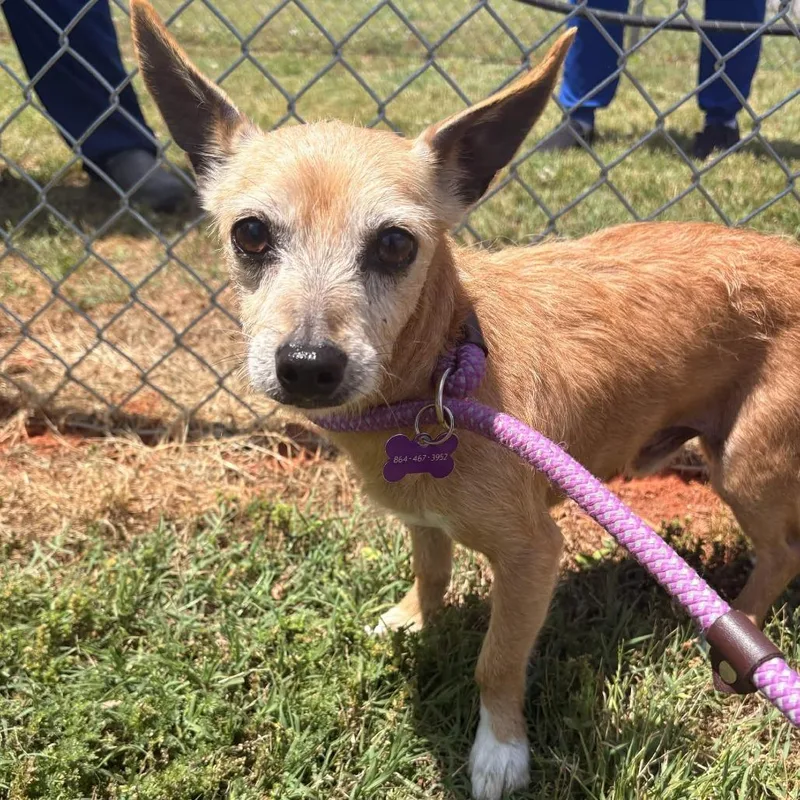 A senior small-sized male Brown / Chocolate Dachshund dog named Chevystud for adoption in Greenville, SC