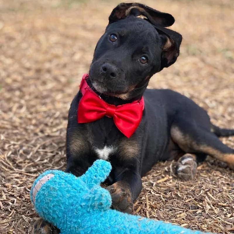 A baby medium-sized male Black German Shepherd Dog dog named Marx Galaxy for adoption in Friendswood, TX