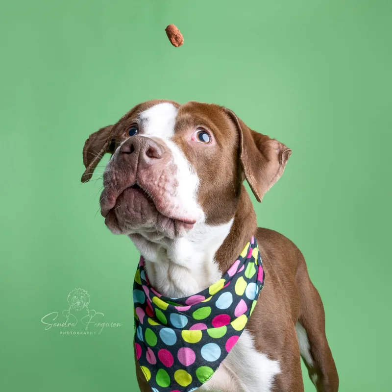 An adult medium-sized male Brown / Chocolate Hound dog named Jasper for adoption in Millington, TN