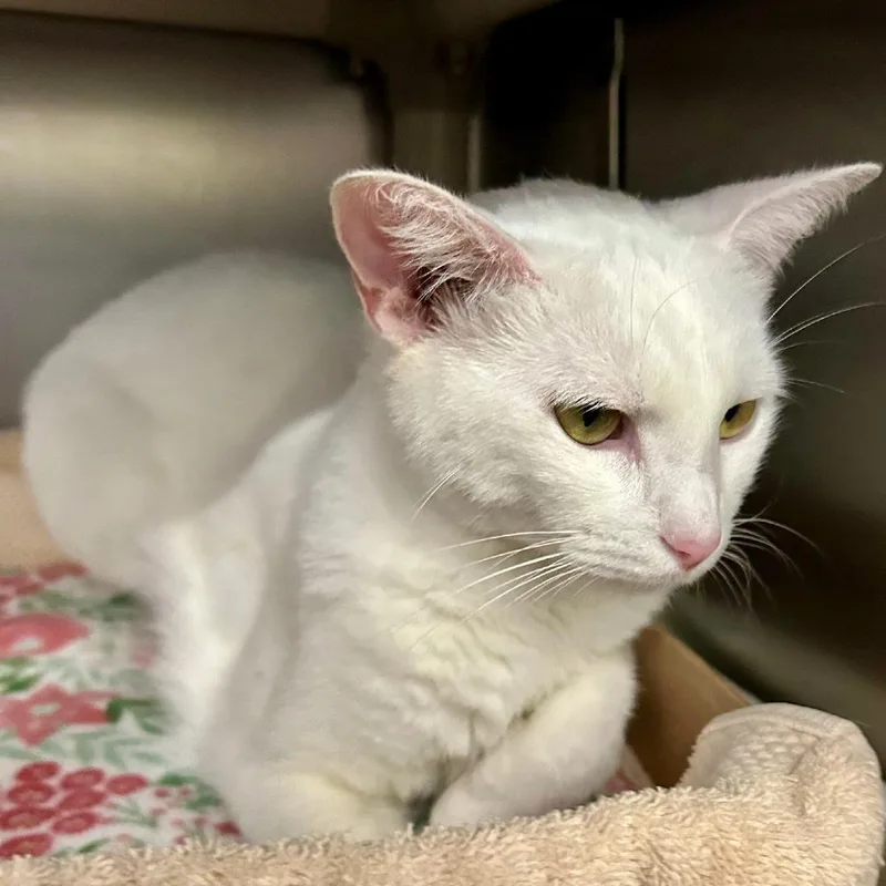 An adult medium-sized female White Domestic Short Hair cat named Spooky for adoption in Hamburg, NY