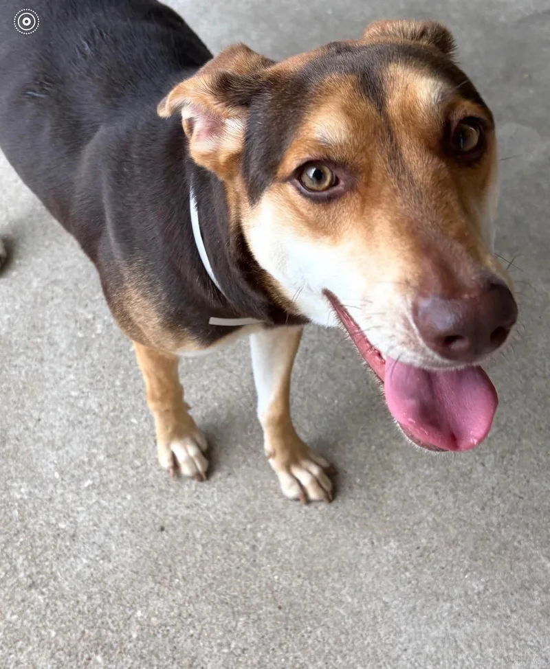 A young medium-sized female Golden Australian Kelpie dog named Amber Sparkles for adoption in Houston, TX