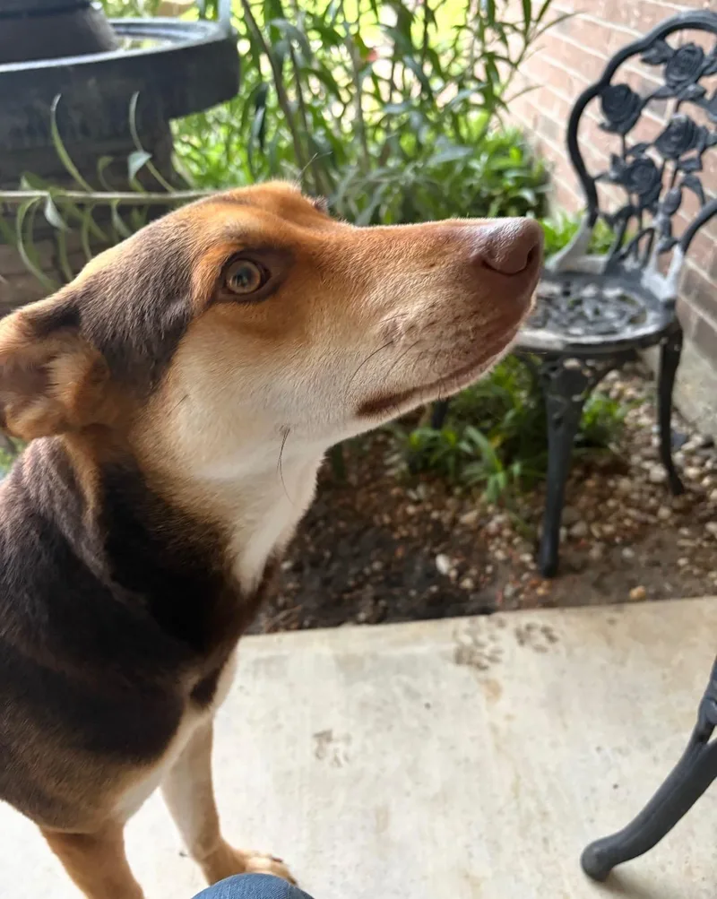 Amber Sparkles thumbnail 2