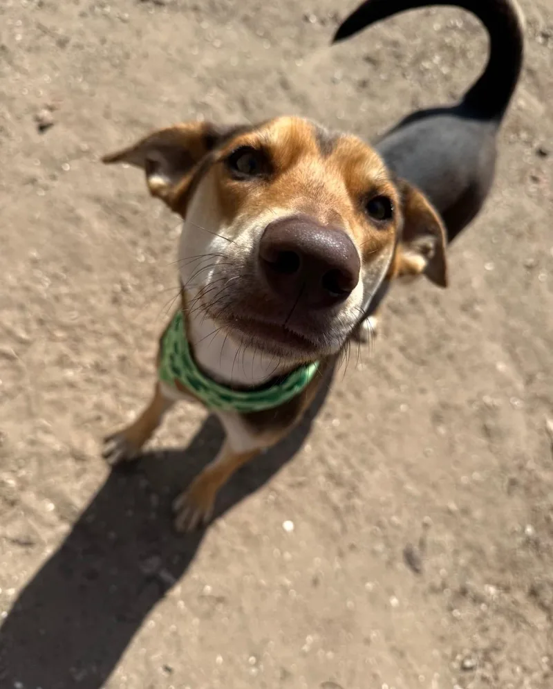 Amber Sparkles thumbnail 3