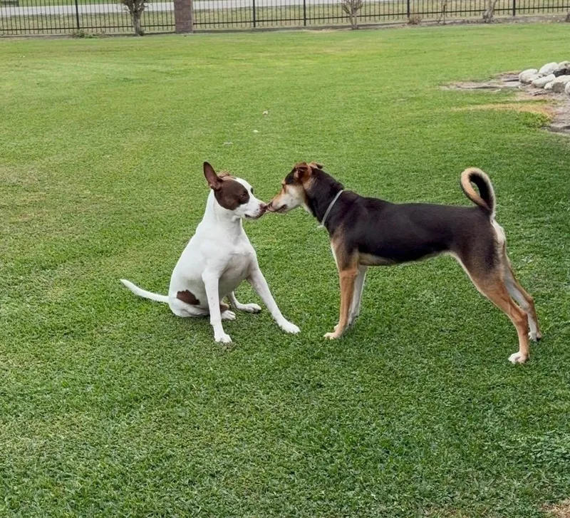 Amber Sparkles thumbnail 4