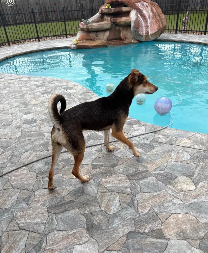 Amber Sparkles thumbnail 5