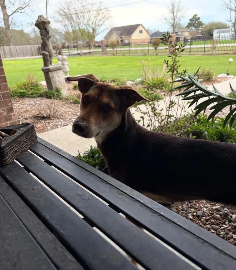 Amber Sparkles thumbnail 6