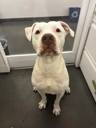 An adult large-sized male Pit Bull Terrier dog named Snow for adoption in New Orleans, LA