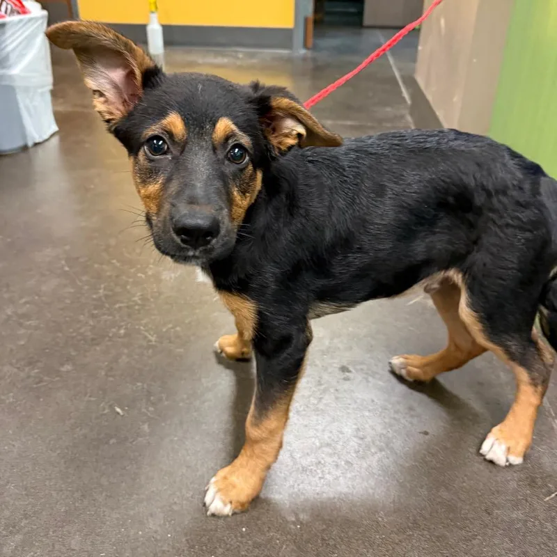 A baby medium-sized male Black Shepherd dog named Conan for adoption in Norman, OK