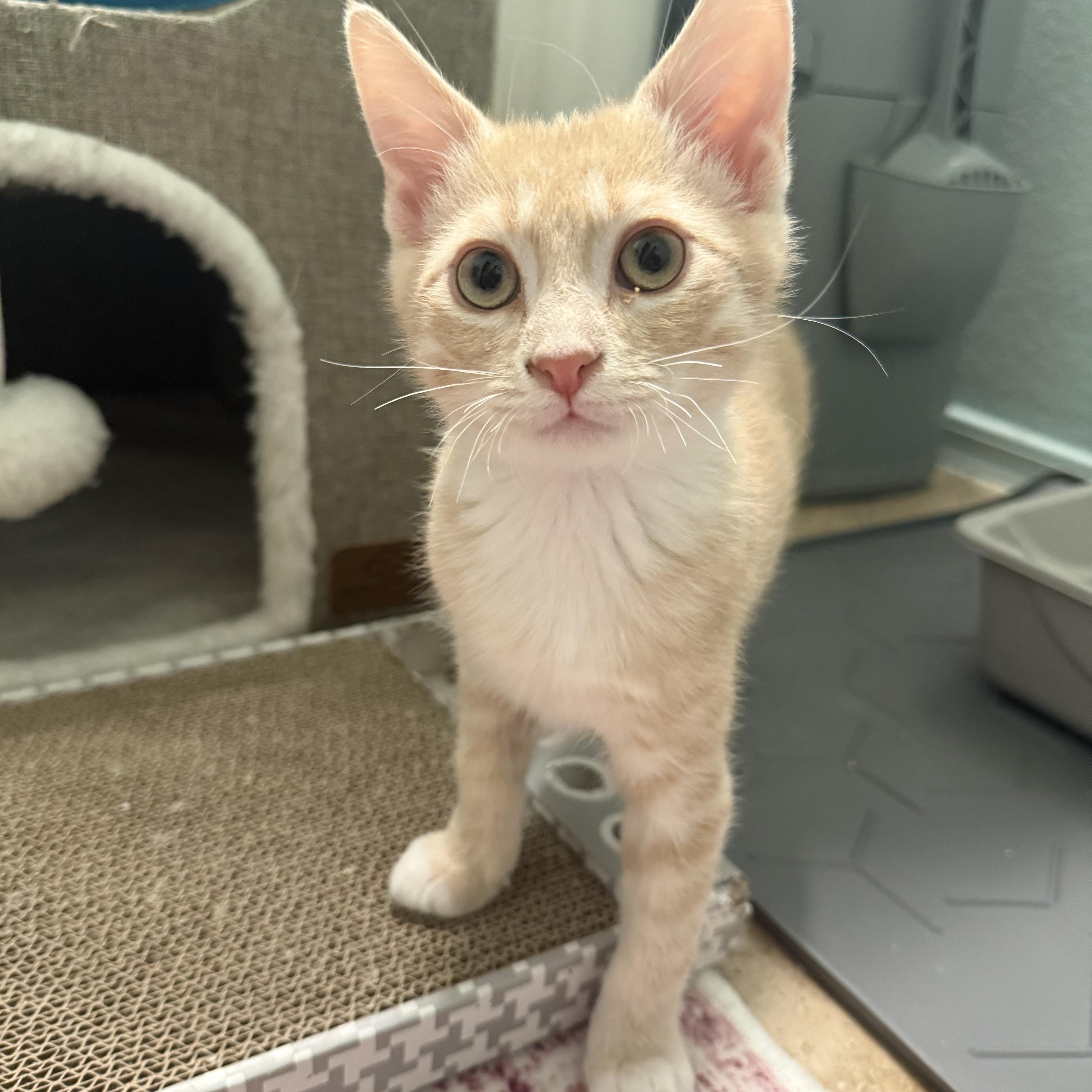 A baby small-sized male Buff / Tan / Fawn Domestic Short Hair cat named Siggi for adoption in Chandler, AZ