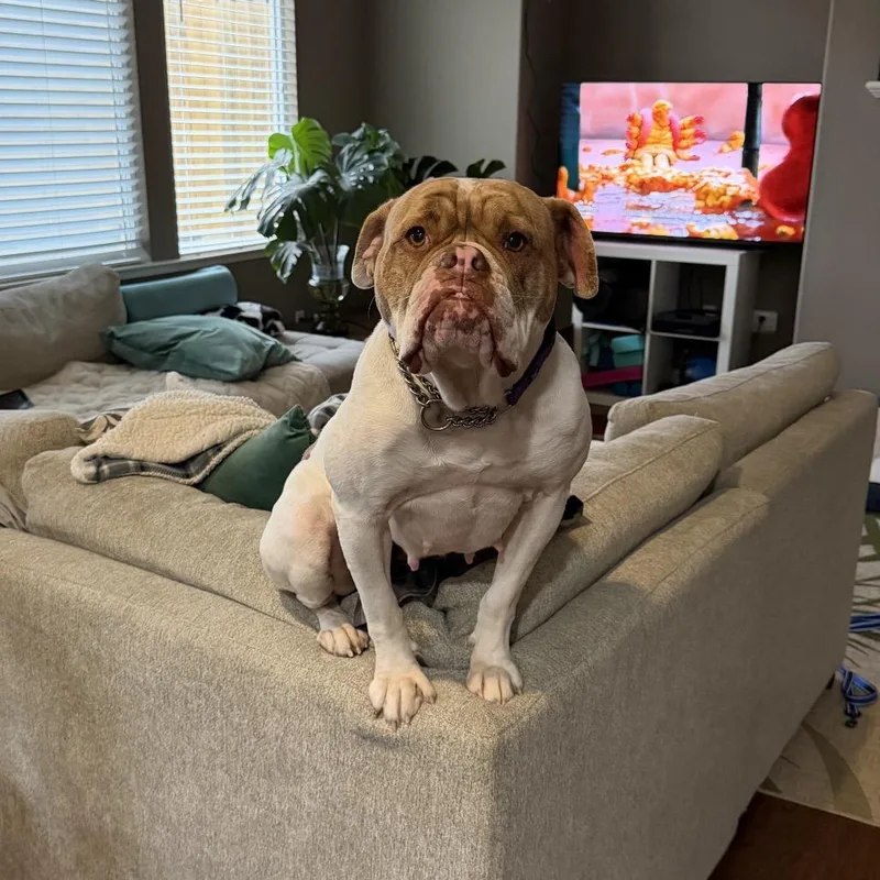 Lady Beatrix thumbnail 2