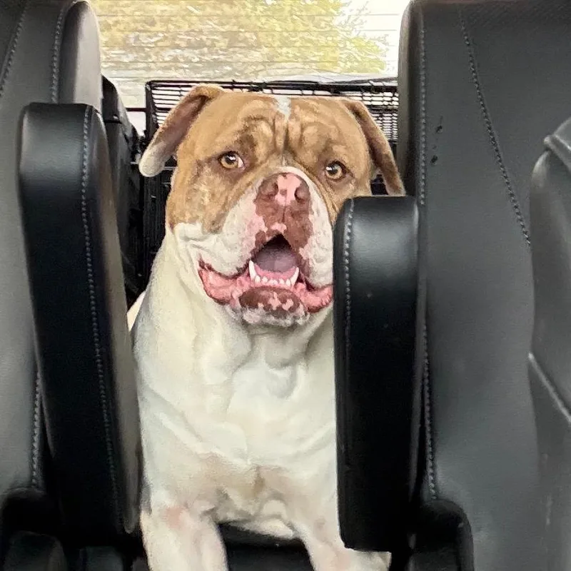 Lady Beatrix thumbnail 3