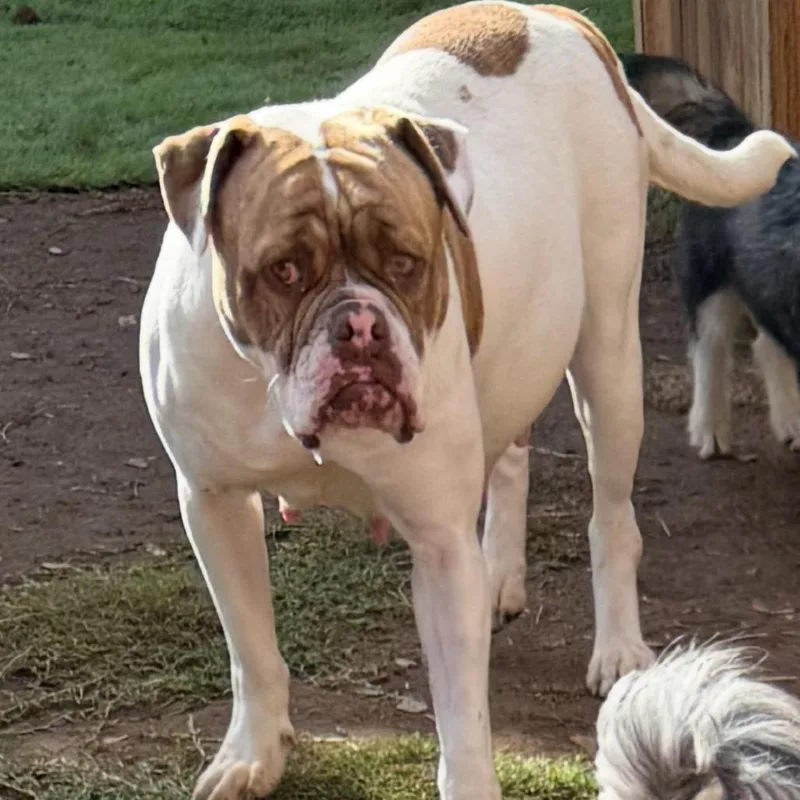 Lady Beatrix thumbnail 4