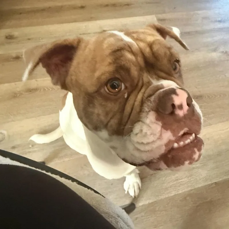 Lady Beatrix thumbnail 6