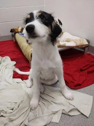 A young medium-sized female Cattle Dog dog named Ella for adoption in Beatrice, NE