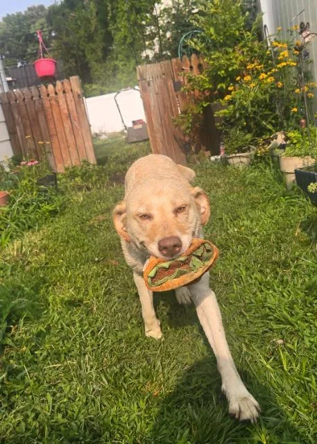 Gemma