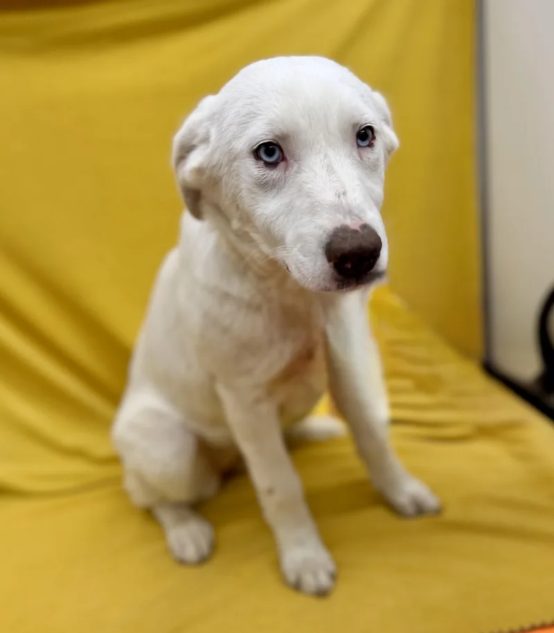 A baby medium-sized female White / Cream Great Pyrenees dog named Sugar for adoption in Sonora, CA