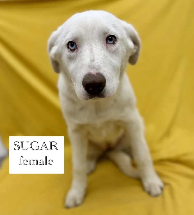 Sugar thumbnail 3