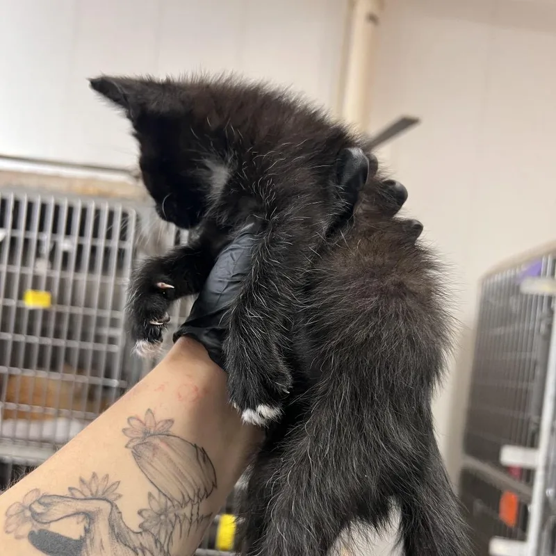 A baby small-sized male Black Domestic Short Hair cat named Jazz for adoption in Amarillo, TX