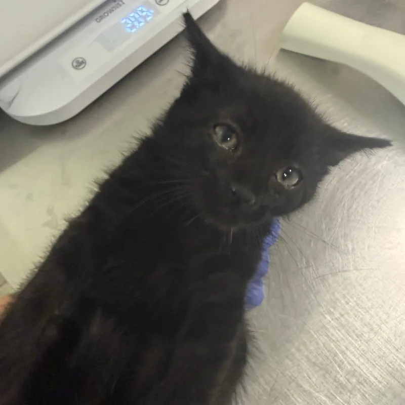 A baby small-sized male Black Domestic Medium Hair cat named Chaz for adoption in Charleston, WV