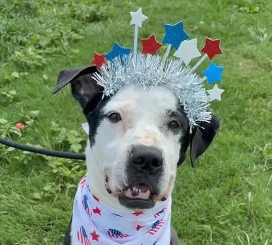 An adult medium-sized female Boxer dog named Gretta for adoption in Cumming, GA