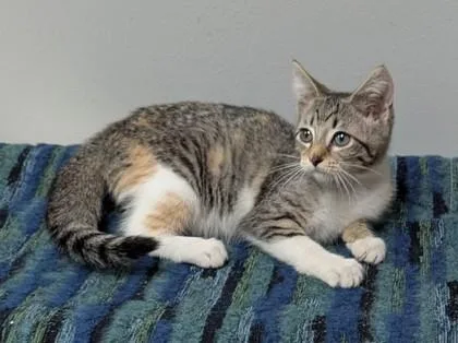 A young small-sized female Domestic Short Hair cat named Annie for adoption in Taylorsville, NC